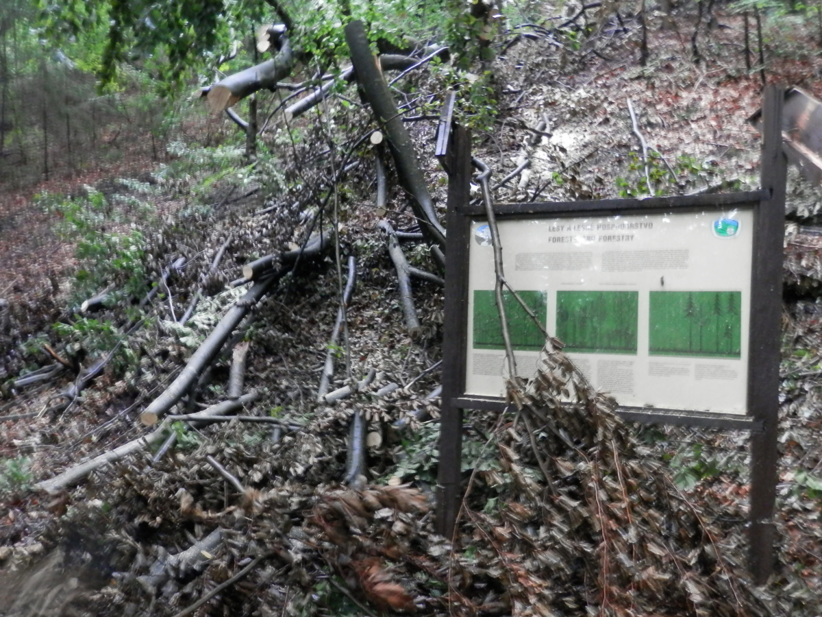P8130013