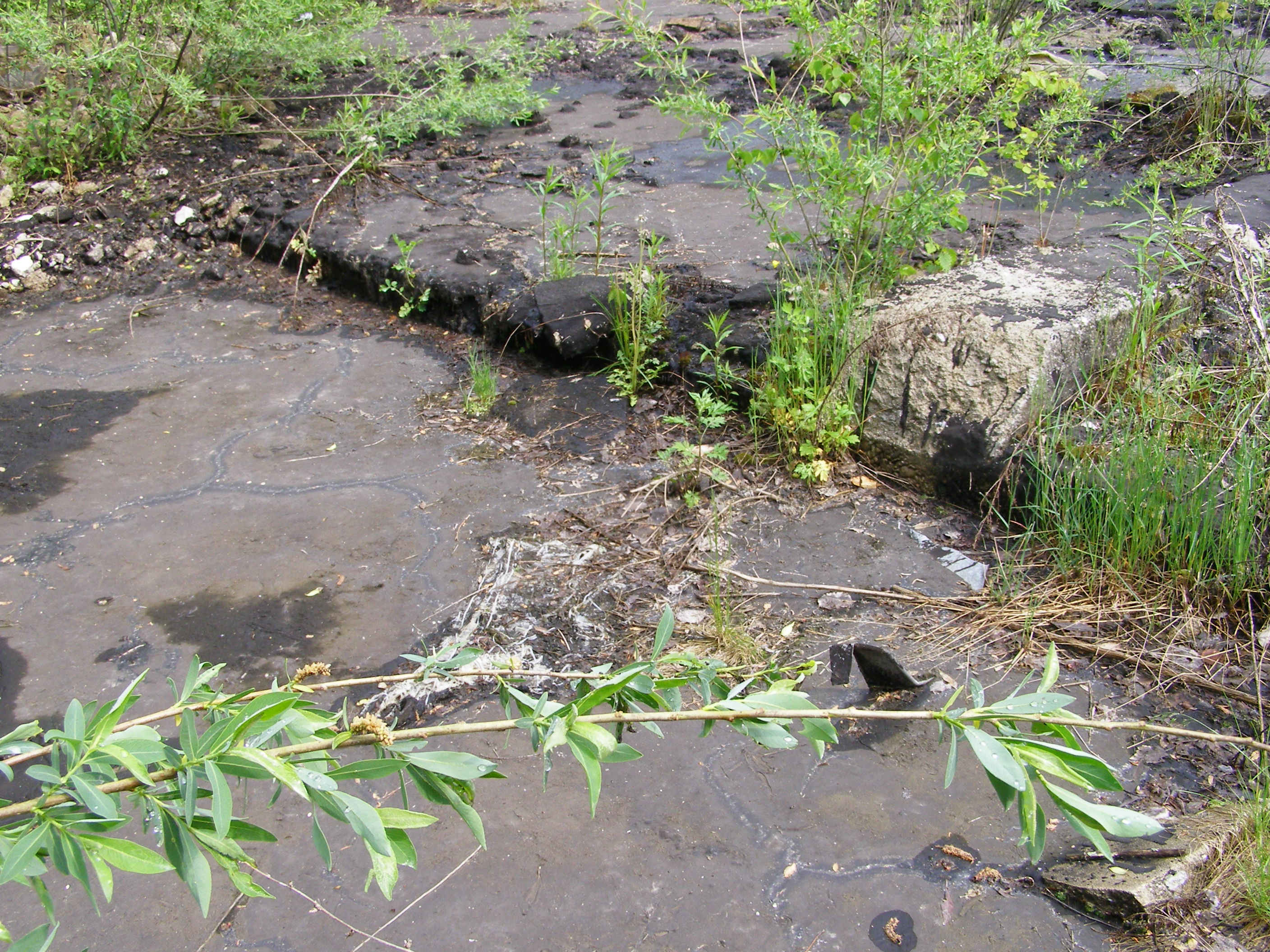 P5160042.JPG